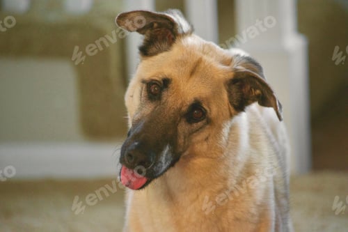 Preview: Inquisitive little puppy with her tongue out. tonythetigersson, Tony Andrews Photography