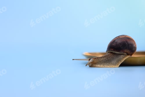 Preview: The snail slides off the plate. mock up