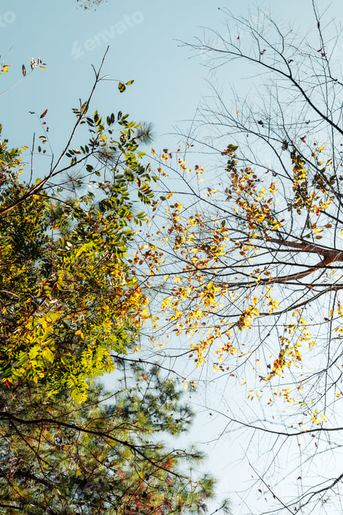 Preview: forest and the autumn leaves are changing colors