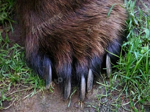 Preview: Brown bear (Ursus arctos)