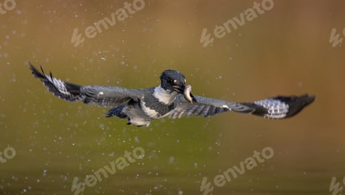 Preview: Belted Kingfisher Fishing in Florida