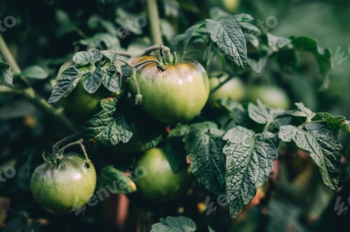 Preview: Fresh Green Tomatoes Growing on Plant Branch in Garden