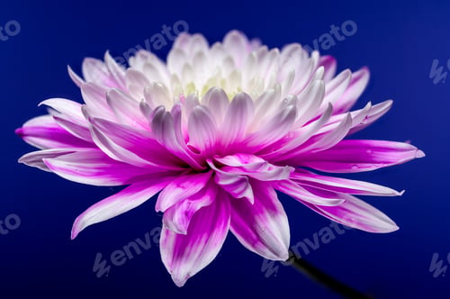Preview: Pink Chrysanthemum on blue Background