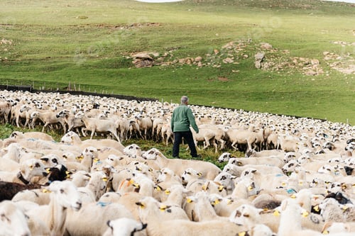 Preview: Unrecognizable man grazing herd of sheep