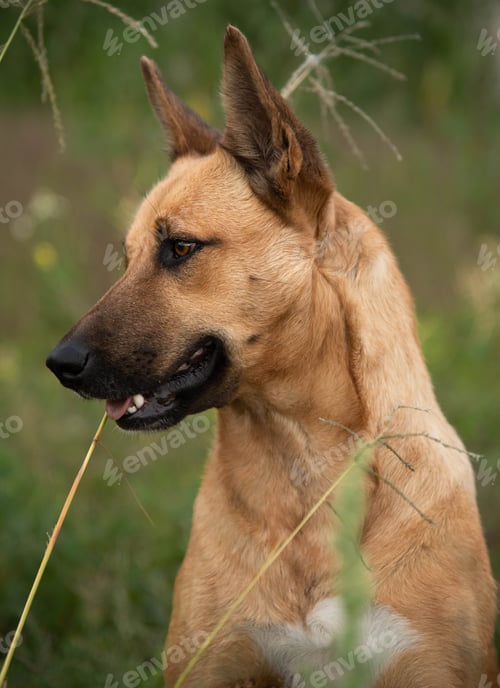 Preview: Brown Malinois dog standing amongst tall grass with its mouth open, enjoying the fresh air