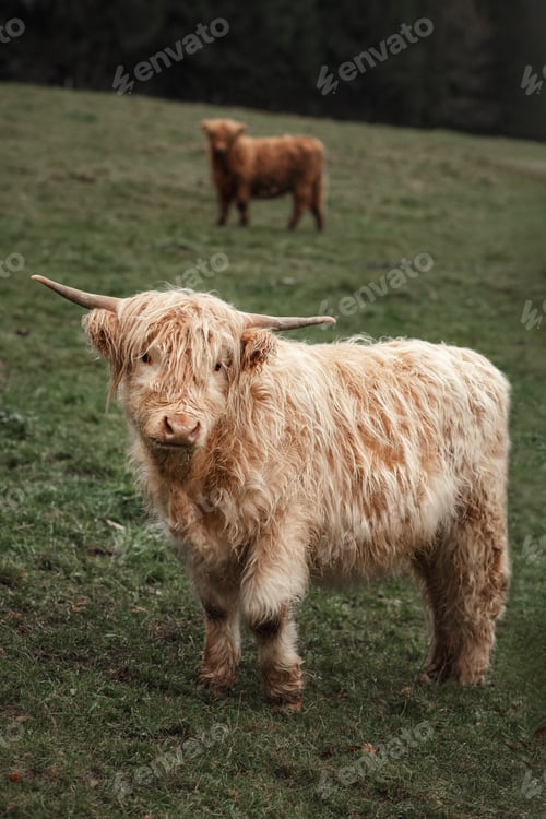 Preview: Cute furry highland cattle looking at the camera