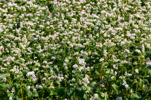Preview: Buckwheat macro with white flowers. Fagopyrum esculentum
