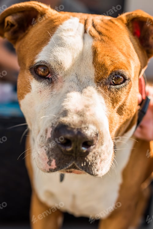 Preview: Staffordshire Terrier Amstaff dog in a garden