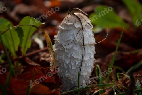 Preview: Single Shaggy Mane Mushroom Growing in Green Grass