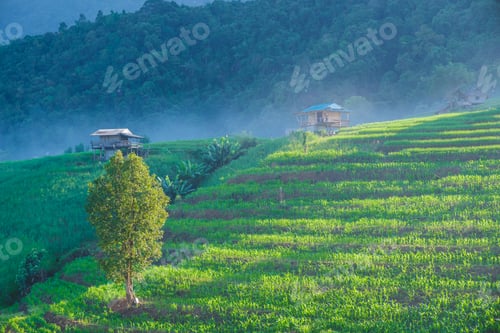 Preview: Terraced Rice Field in Chiangmai, Thailand