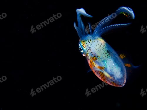 Preview: Squid