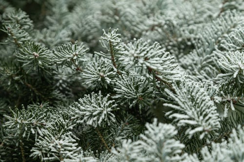 Preview: Fir tree branch covered with hoarfrost. Abstract floral background, side view.