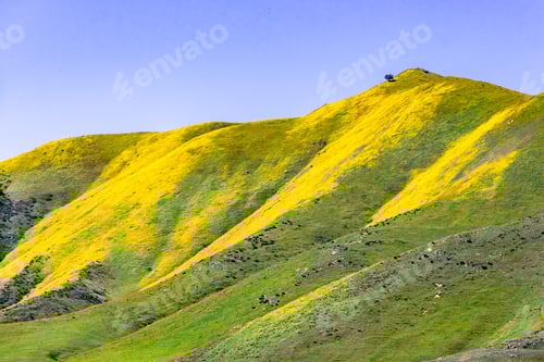 Preview: Mountains covered in wildflowers