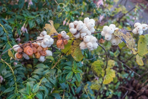 Preview: A Macro Shot Of Snowberries.