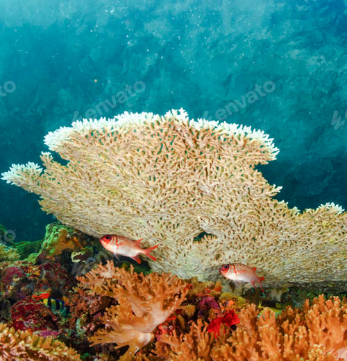 Preview: A Beautiful and Magical Indonesia underwater pictures