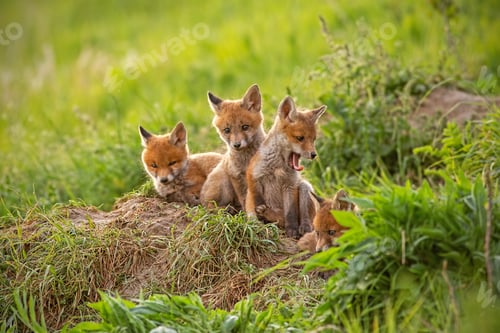 Preview: Red fox, vulpes vulpes, small young cubs near den curiously watching around