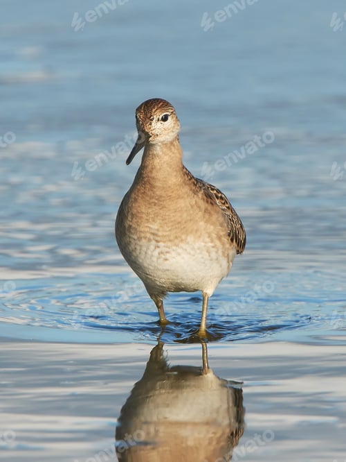 Preview: Ruff (Philomachus pugnax)
