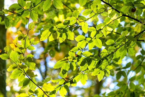 Preview: Close up of bright vibrant yellow leaves on a tree branches in autumn park.