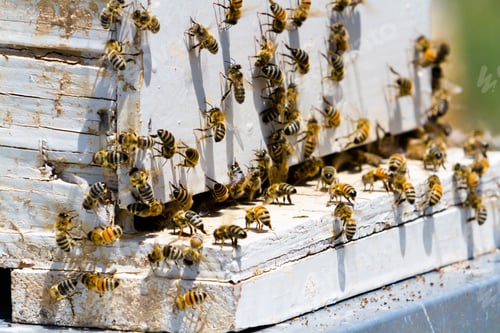 Preview: Beekeeping