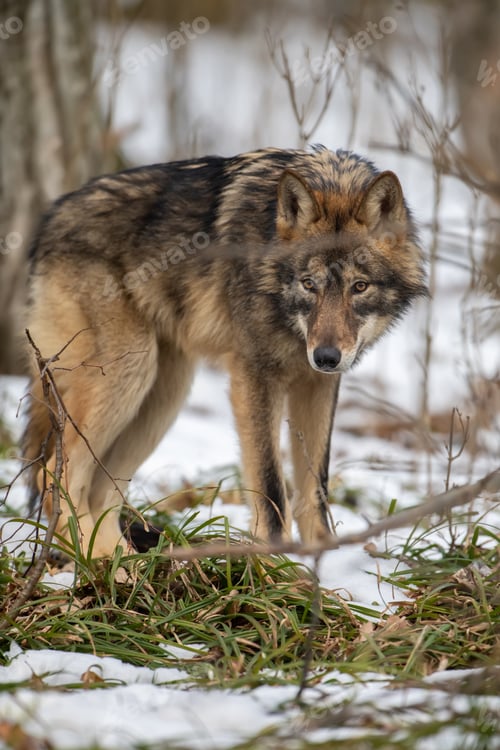 Preview: Wolf in the forest up close. Wild animal in the natural habitat
