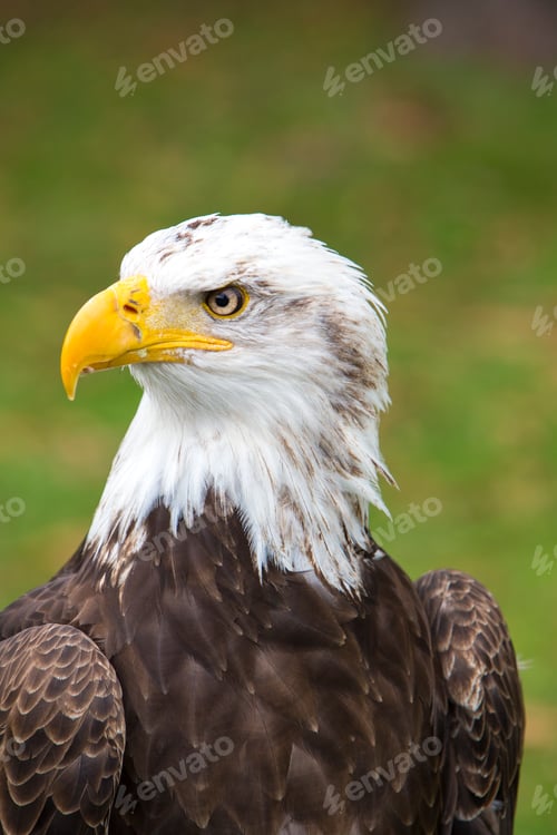 Preview: Closeup of an American Bald Eagle in Ecuador