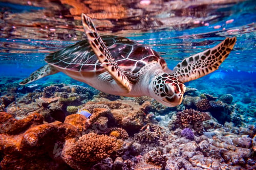Preview: Sea turtle swims under water on the background of coral reefs