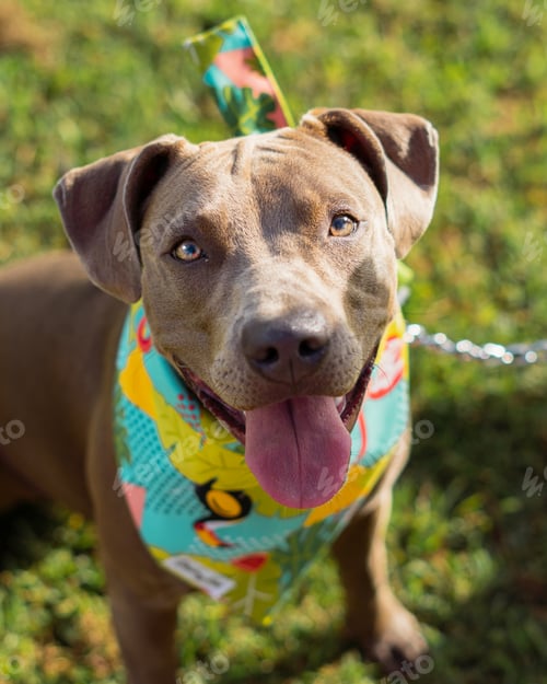 Preview: Vertical shot of a cute American Pit Bull Terrier in a party costume