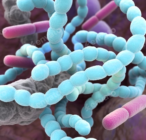 Vista previa: Bad breath bacteria