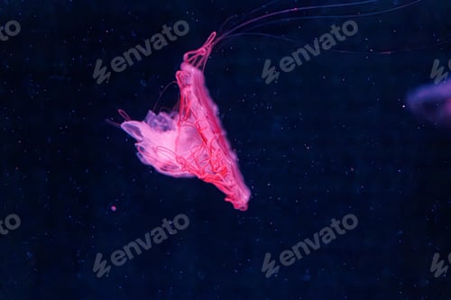 Preview: underwater photography jellyfish chrysaora melanaster, Northern Sea Nettle or brown jellyfish