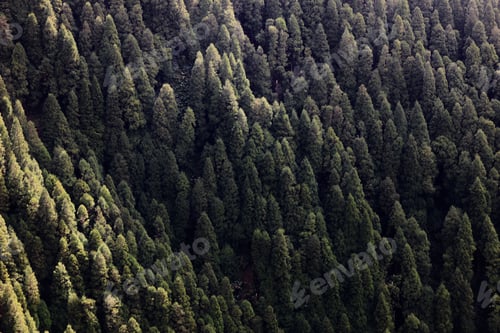Preview: An aerial view of a dense forest with lush green trees creates a natural pattern.