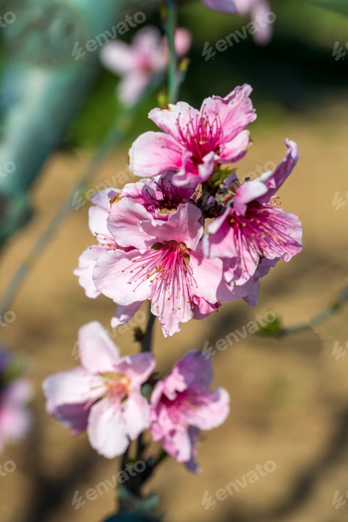 Preview: Peach tree in bloom in spring