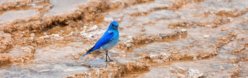 Preview: Small Colorful Bird at Hot Spring Landscape with unique ground formation.