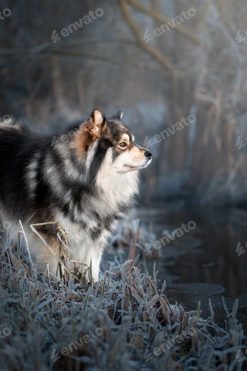 Preview: Portrait of Finnish Lapphund dog