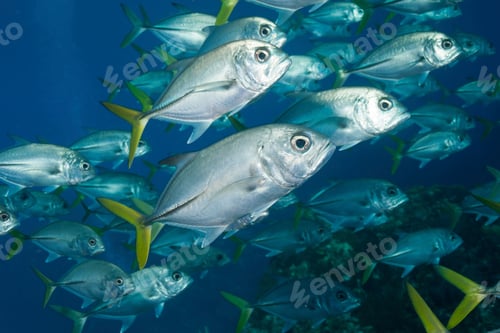 Preview: group of schooling Horse-eyed Jack fish under water