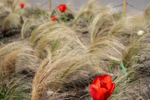 Preview: red tulips and blonde grasses in a sunny garden, creating a serene, harmonious atmosphere