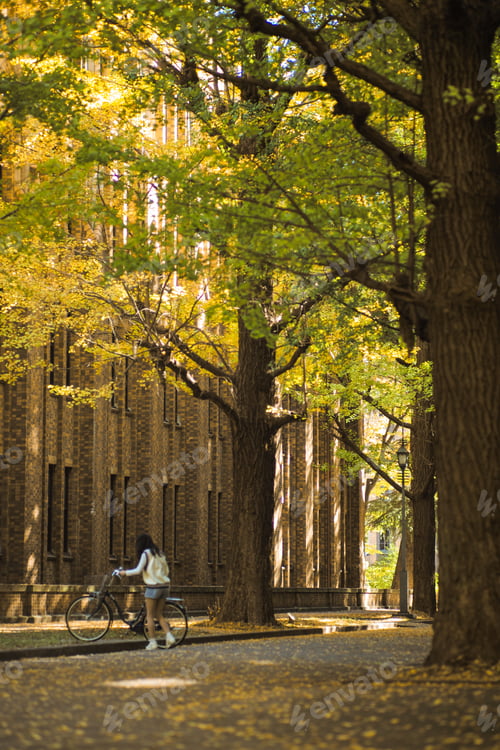 Preview: Rows of big old ginkgo trees with yellow leaves in the autumn with woman holding the bicycle
