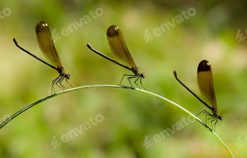 Preview: Three Female damselfly perched on a blade of grass