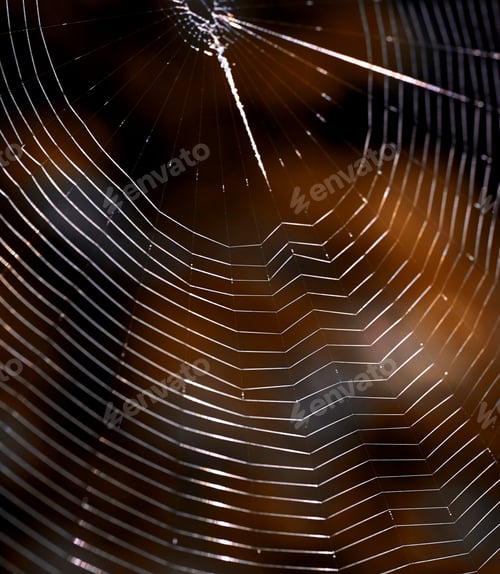 Preview: Close-up view of the spider web