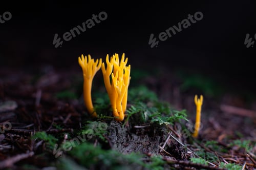 Preview: Wild Forest Mushroom Growing in Autumn Woodland