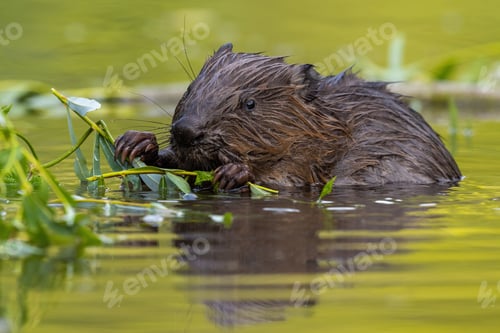 Preview: Wet eurasian beaver eating leaves in swamp in summer