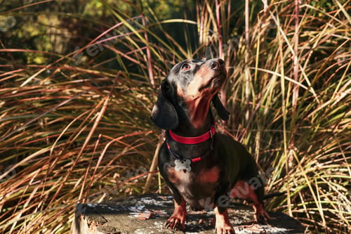 Preview: Dachshund dog sits on a tree stump against the background of dry bushes in autumn.