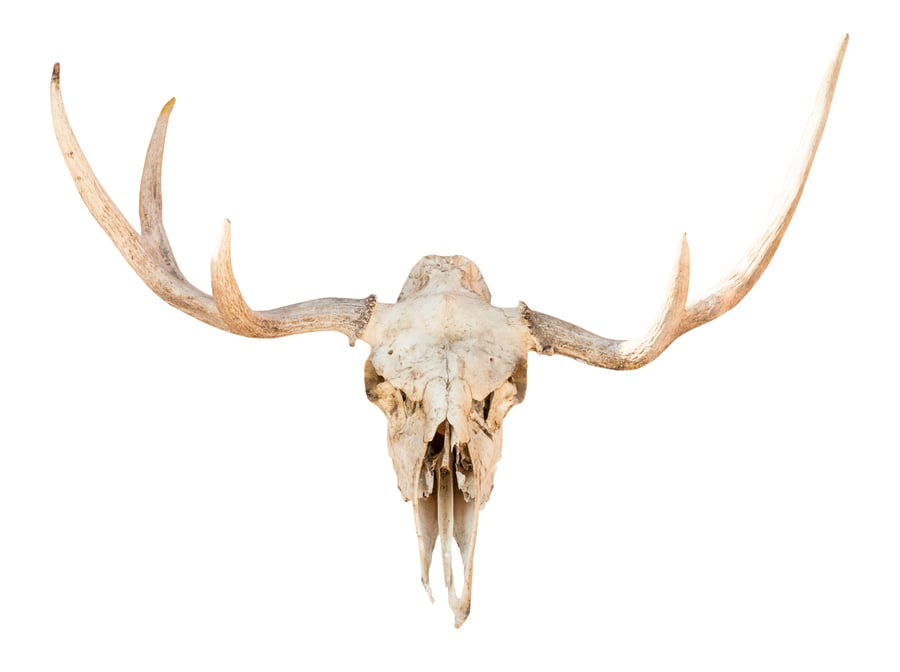 Cover for front view of skull of young elk animal isolated