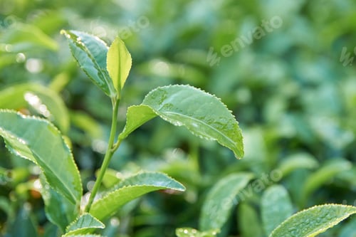 Preview: Close-up of fresh green tea leaves with dew drops in sunlight