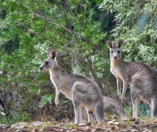 Preview: Kangaroo and Raymond island in Australia