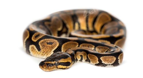 Preview: Royal python, Python regius, isolated on white