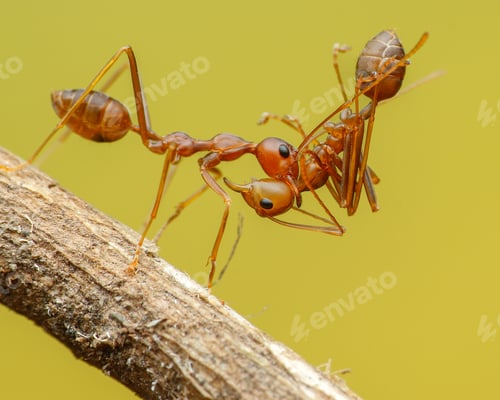 Preview: red ants