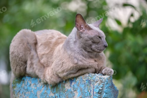 Preview: Big gray angry looking Sphinx breed stray cat resting on steet outdoors in summer