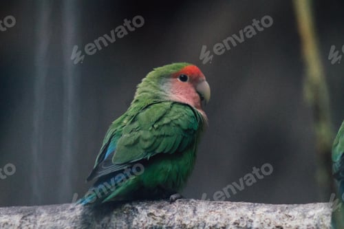 Vista previa: lovebirds, lover bird, lovely