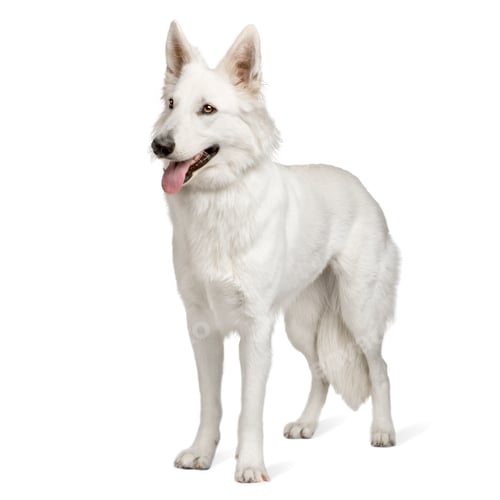 Preview: White Swiss Shepherd Dog (10 months)