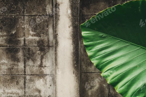 Preview: Green tropical leaf set against a textured, weathered wall.